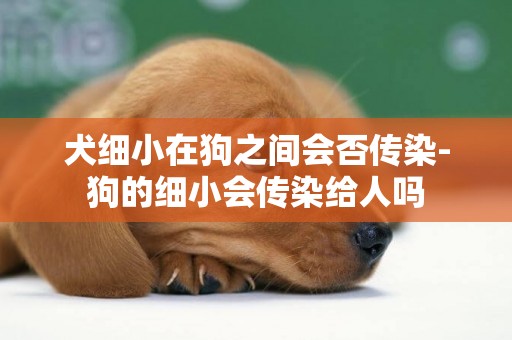 犬細小在狗之間會否傳染-狗的細小會傳染給人嗎