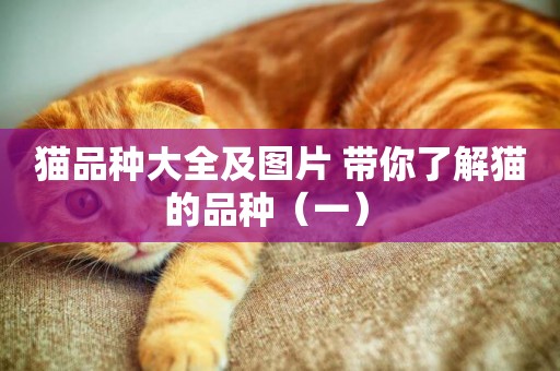 貓品種大全及圖片 帶你了解貓的品種（一） 