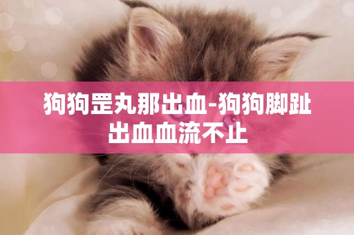 狗狗罡丸那出血-狗狗腳趾出血血流不止