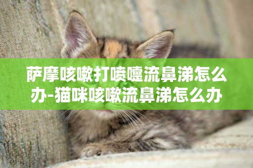 薩摩咳嗽打噴嚏流鼻涕怎么辦-貓咪咳嗽流鼻涕怎么辦