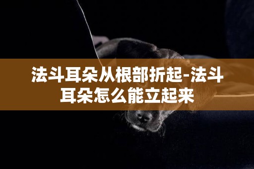 法斗耳朵從根部折起-法斗耳朵怎么能立起來