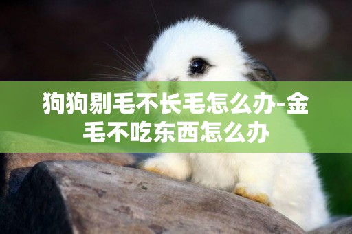 狗狗剔毛不長毛怎么辦-金毛不吃東西怎么辦
