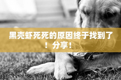 黑殼蝦死死的原因終于找到了！分享！ 