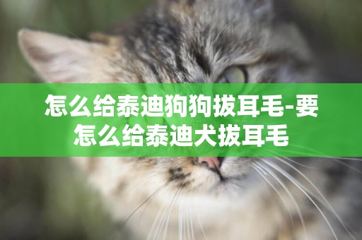 怎么給泰迪狗狗拔耳毛-要怎么給泰迪犬拔耳毛