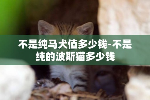 不是純馬犬值多少錢-不是純的波斯貓多少錢