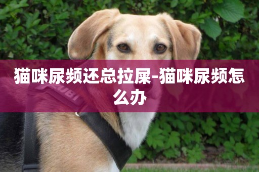 貓咪尿頻還總拉屎-貓咪尿頻怎么辦