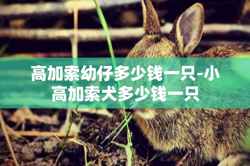 高加索幼仔多少錢一只-小高加索犬多少錢一只