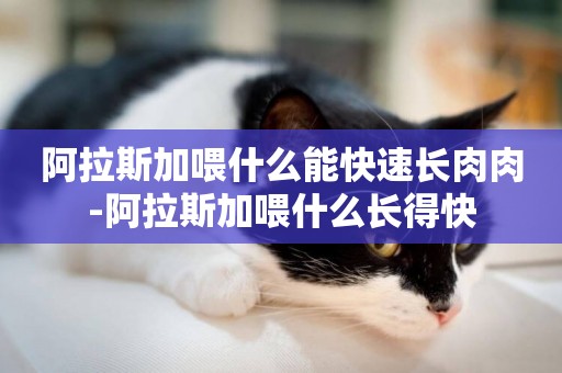 阿拉斯加喂什么能快速長肉肉-阿拉斯加喂什么長得快