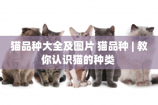 貓品種大全及圖片 貓品種 | 教你認識貓的種類 