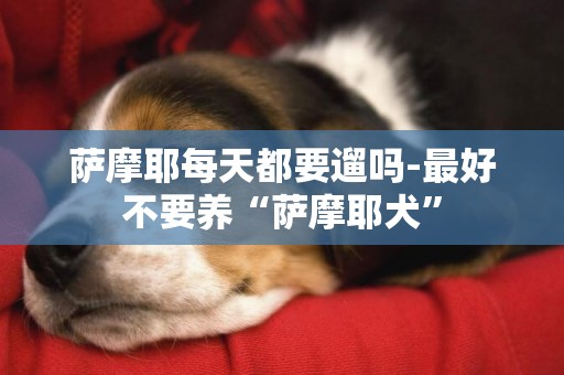 薩摩耶每天都要遛嗎-最好不要養“薩摩耶犬”