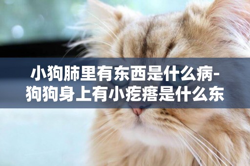 小狗肺里有東西是什么病-狗狗身上有小疙瘩是什么東西
