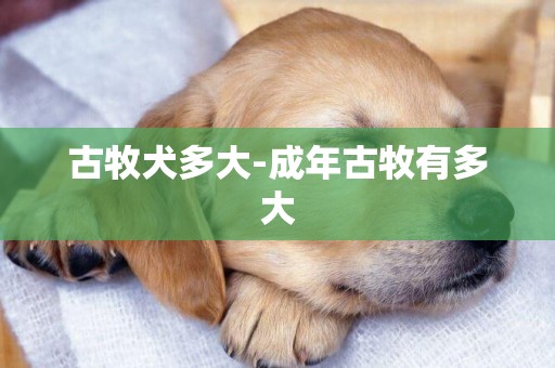 古牧犬多大-成年古牧有多大