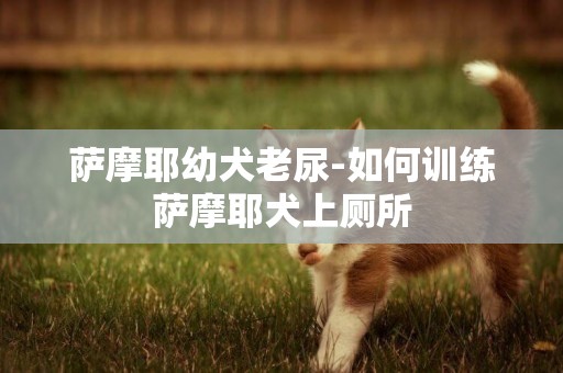 薩摩耶幼犬老尿-如何訓練薩摩耶犬上廁所