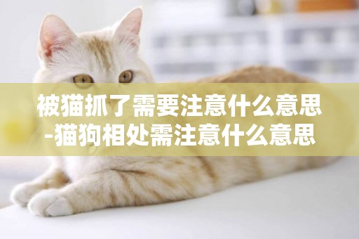 被貓抓了需要注意什么意思-貓狗相處需注意什么意思