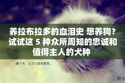 養拉布拉多的血淚史 想養狗？試試這 5 種眾所周知的忠誠和值得主人的犬種 