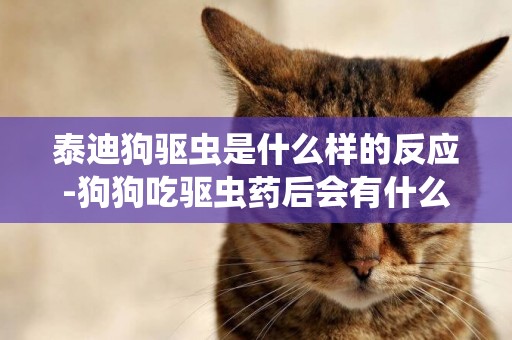 泰迪狗驅蟲是什么樣的反應-狗狗吃驅蟲藥后會有什么反應