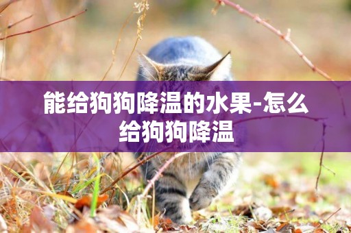 能給狗狗降溫的水果-怎么給狗狗降溫