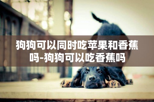 狗狗可以同時吃蘋果和香蕉嗎-狗狗可以吃香蕉嗎
