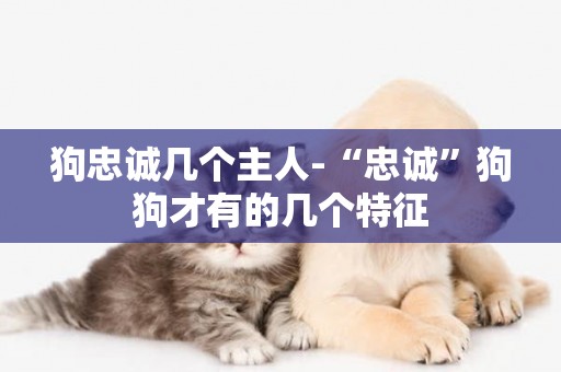 狗忠誠幾個主人-“忠誠”狗狗才有的幾個特征
