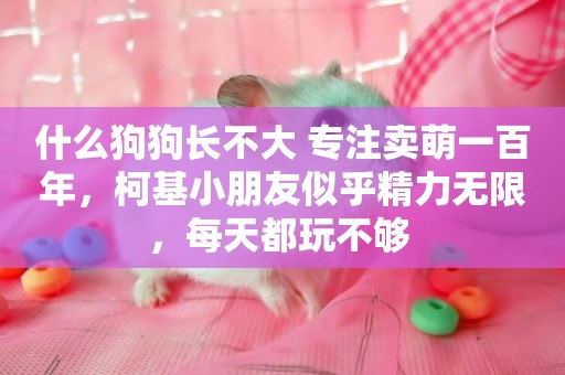 什么狗狗長不大 專注賣萌一百年，柯基小朋友似乎精力無限，每天都玩不夠 