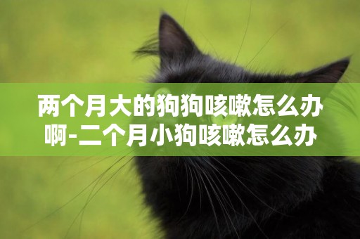 兩個月大的狗狗咳嗽怎么辦啊-二個月小狗咳嗽怎么辦