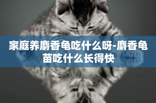 家庭養麝香龜吃什么呀-麝香龜苗吃什么長得快