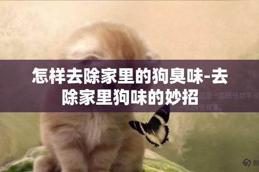 怎樣去除家里的狗臭味-去除家里狗味的妙招