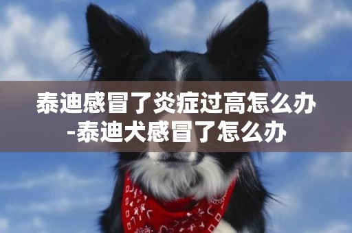 泰迪感冒了炎癥過高怎么辦-泰迪犬感冒了怎么辦