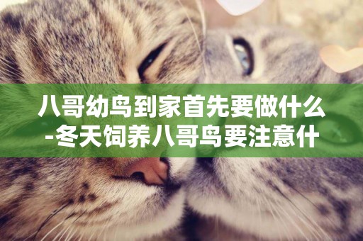 八哥幼鳥到家首先要做什么-冬天飼養八哥鳥要注意什么