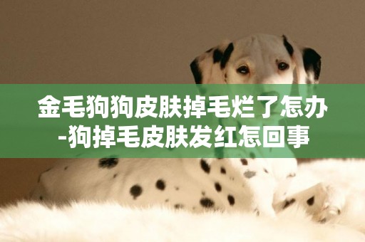 金毛狗狗皮膚掉毛爛了怎辦-狗掉毛皮膚發紅怎回事