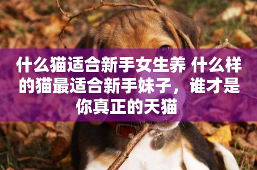什么貓適合新手女生養 什么樣的貓最適合新手妹子，誰才是你真正的天貓 
