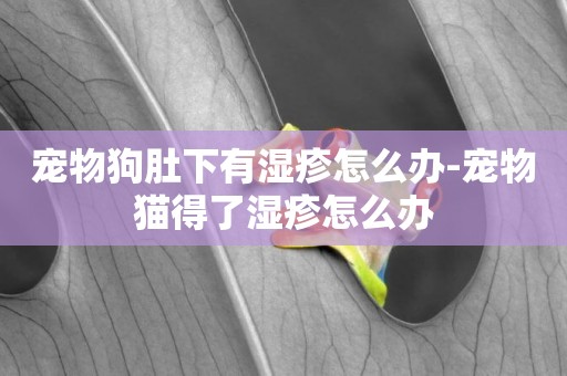 寵物狗肚下有濕疹怎么辦-寵物貓得了濕疹怎么辦