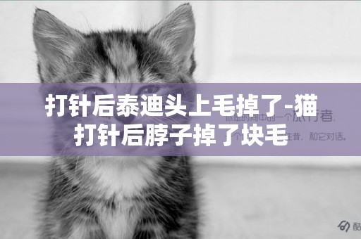 打針后泰迪頭上毛掉了-貓打針后脖子掉了塊毛