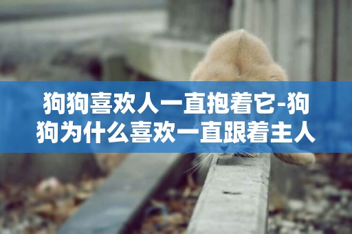 狗狗喜歡人一直抱著它-狗狗為什么喜歡一直跟著主人