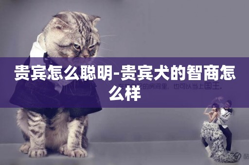 貴賓怎么聰明-貴賓犬的智商怎么樣