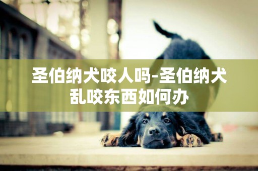 圣伯納犬咬人嗎-圣伯納犬亂咬東西如何辦