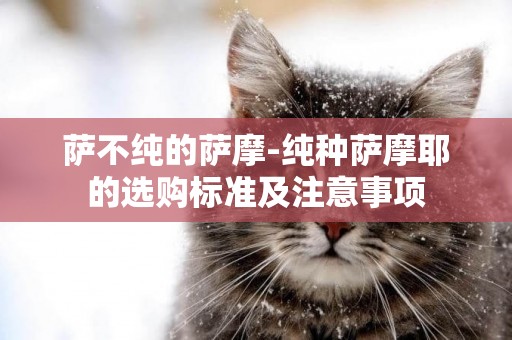 薩不純的薩摩-純種薩摩耶的選購標準及注意事項