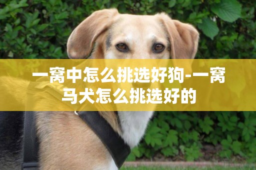 一窩中怎么挑選好狗-一窩馬犬怎么挑選好的