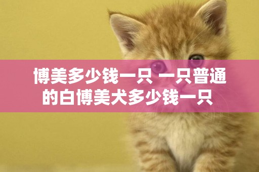 博美多少錢一只 一只普通的白博美犬多少錢一只 
