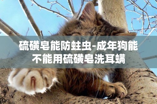 硫磺皂能防蛀蟲-成年狗能不能用硫磺皂洗耳螨