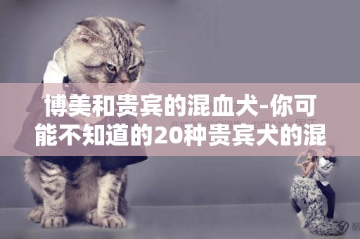 博美和貴賓的混血犬-你可能不知道的20種貴賓犬的混血品種
