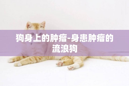 狗身上的腫瘤-身患腫瘤的流浪狗
