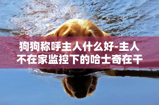 狗狗稱呼主人什么好-主人不在家監控下的哈士奇在干什么