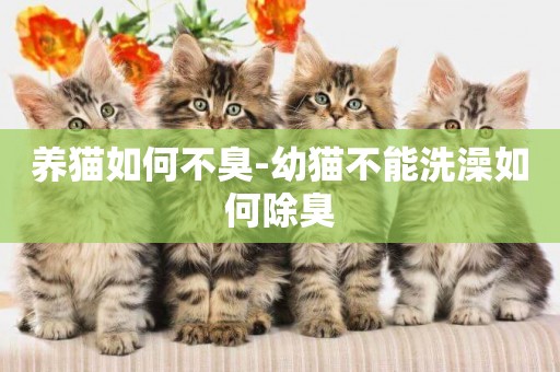 養貓如何不臭-幼貓不能洗澡如何除臭