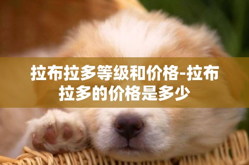 拉布拉多等級和價格-拉布拉多的價格是多少