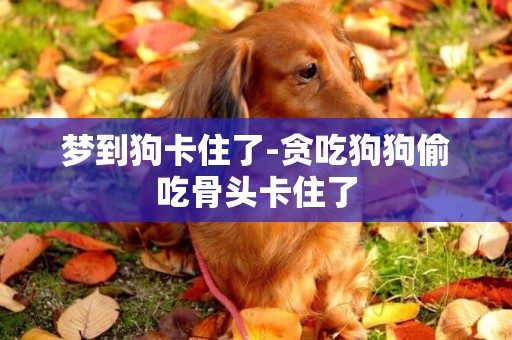 夢到狗卡住了-貪吃狗狗偷吃骨頭卡住了