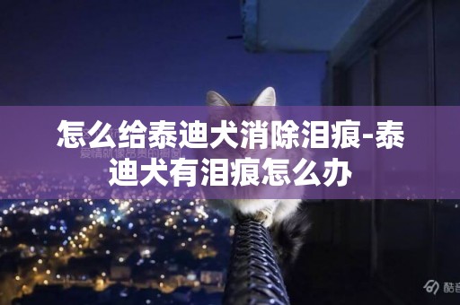 怎么給泰迪犬消除淚痕-泰迪犬有淚痕怎么辦