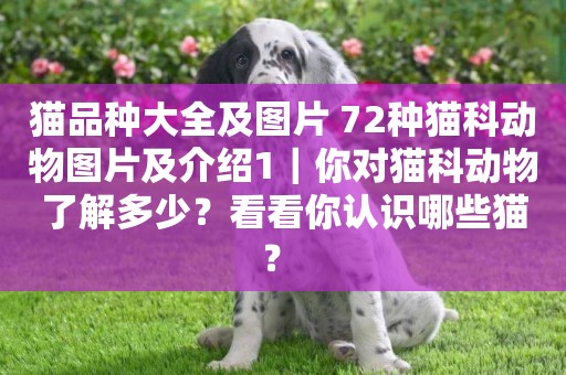 貓品種大全及圖片 72種貓科動物圖片及介紹1｜你對貓科動物了解多少？看看你認識哪些貓？ 