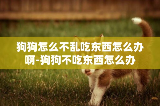 狗狗怎么不亂吃東西怎么辦啊-狗狗不吃東西怎么辦