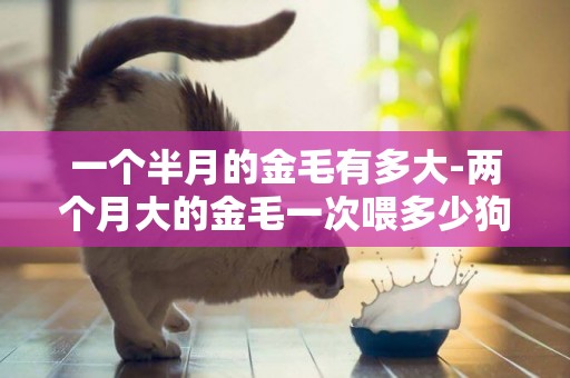 一個半月的金毛有多大-兩個月大的金毛一次喂多少狗糧